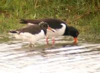 Scholekster [Haematopus ostralegus] - Vogelhut de bonte koe Maasvlakte 